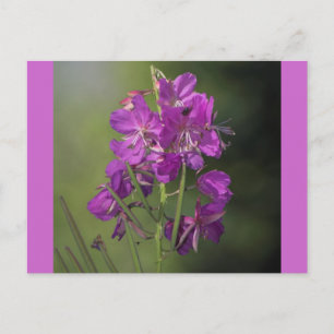 Fireweed Postcard
