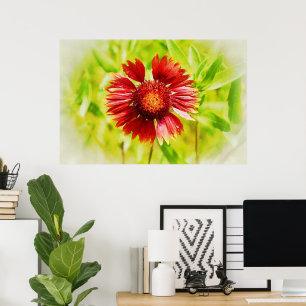 Firewheel Blanket Wildflower Art Poster