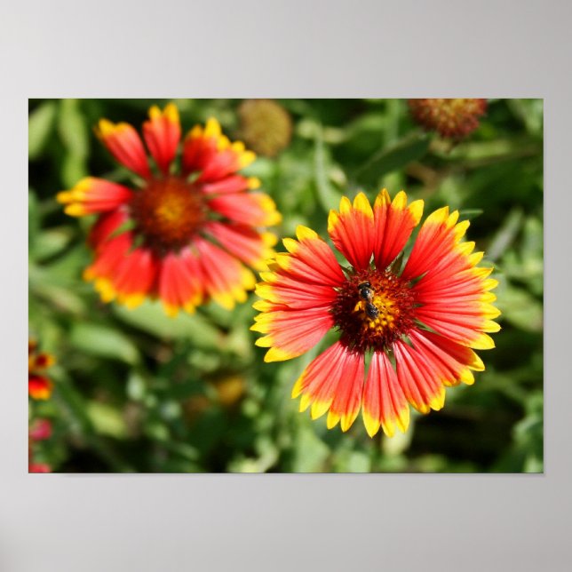 Firewheel - Sundance Wildflower Poster (Front)