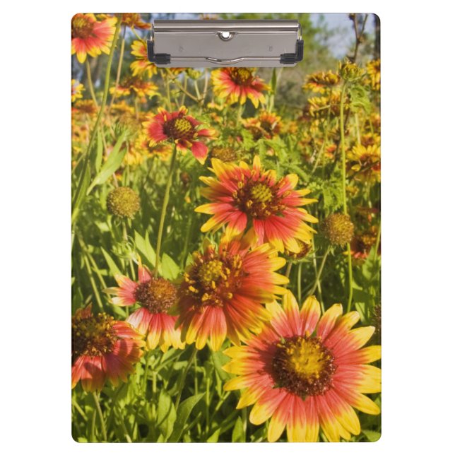 Firewheels Gaillardia pulchella) wildflowers Clipboard (Front)
