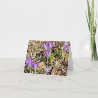 First Crocus of Spring  Holiday Card