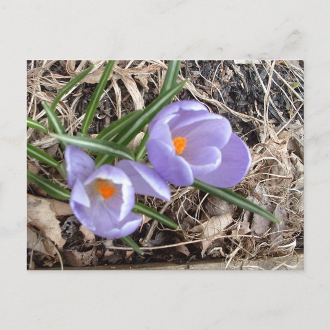 First Crocus! - postcard (Front)