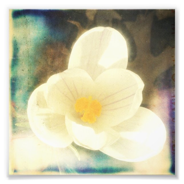 First Flower of Spring Photo Print (Front)