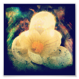 First Flower of Spring Photo Print