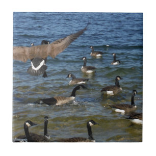 First goose to fly, geese on Lake Arrowhead Tile