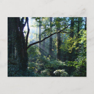 First Light Postcard