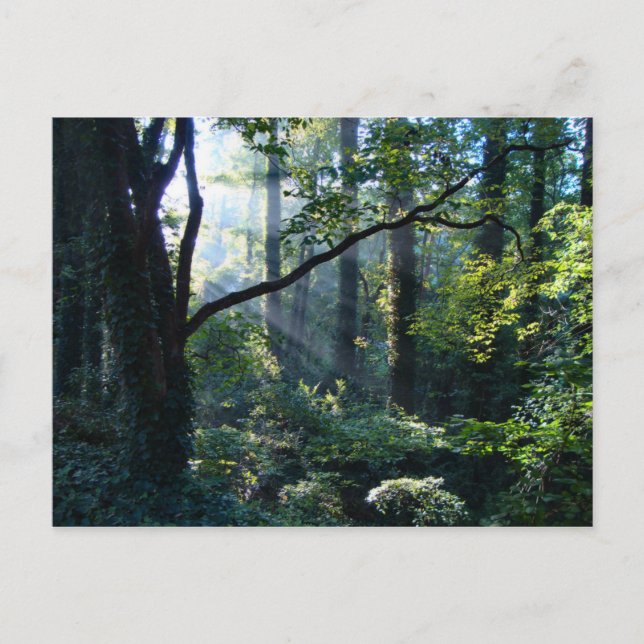 First Light Postcard (Front)