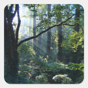 First Light Stickers