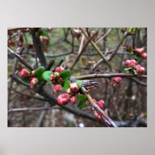 First pink buds poster