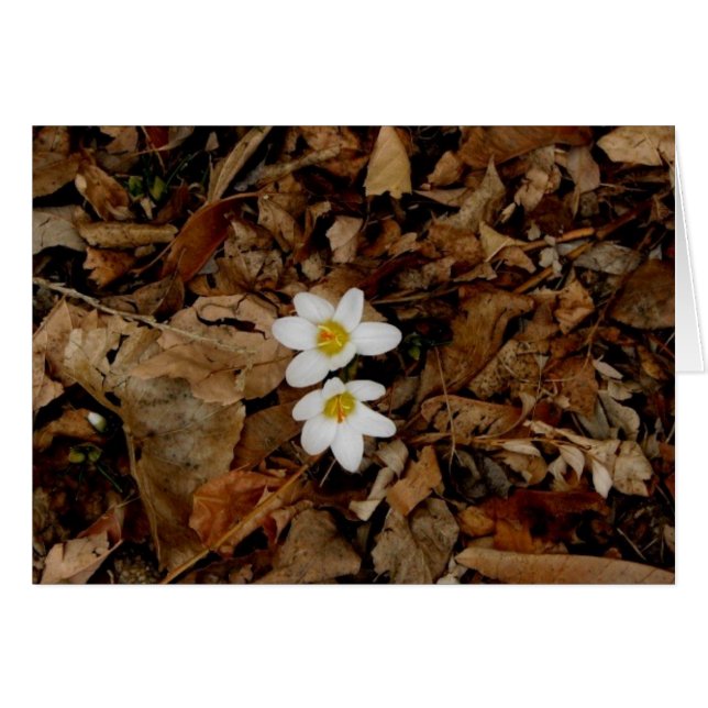 First Sign of Spring (Front Horizontal)