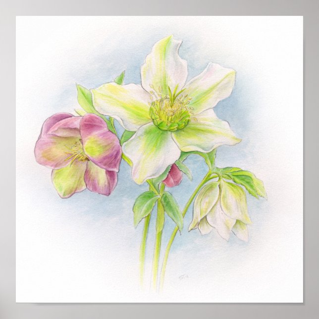 First sign of Spring hellebores watercolor art (Front)
