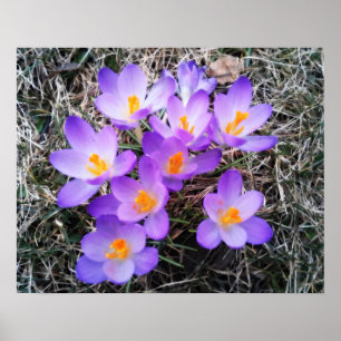 FIRST SIGNS OF SPRING 