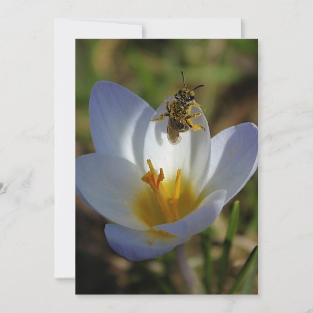 First Signs of Spring (Front)