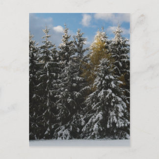 First Snow 2009 Postcard