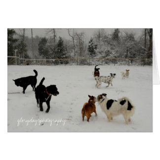 first snow dogs