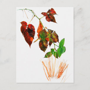 First Snow Postcard