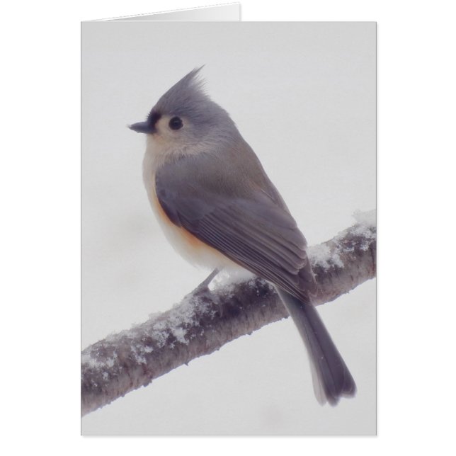 First Snow - Tufted Titmouse Bird (Front)