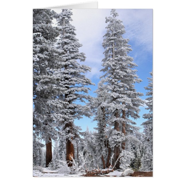 First Snowfall (Front)