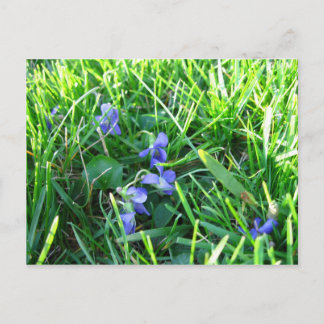 First Spring Violets Postcard