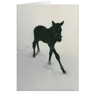 First Steps in the Snow