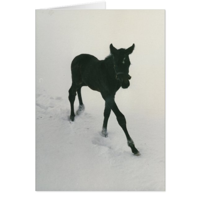 First Steps in the Snow (Front)