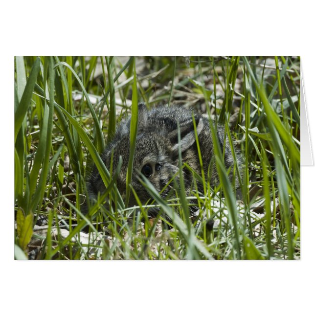 FIRST TIME OUT (Front Horizontal)