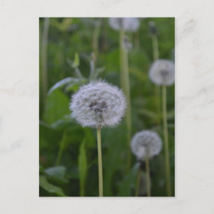First Wish Postcard