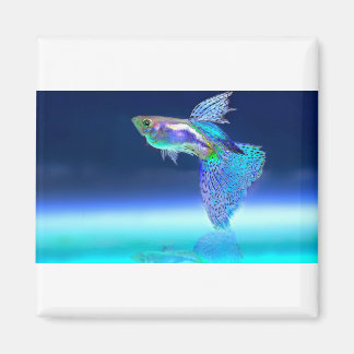 fish-2358741_1920 magnet