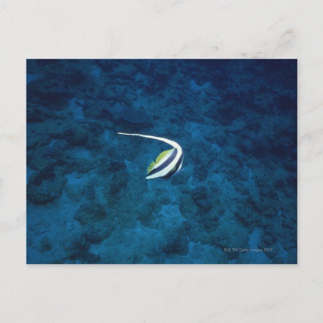 Fish 2 postcard (Front)