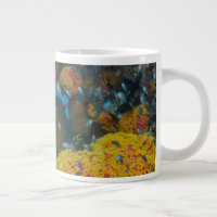 Fish Among Coral Reef