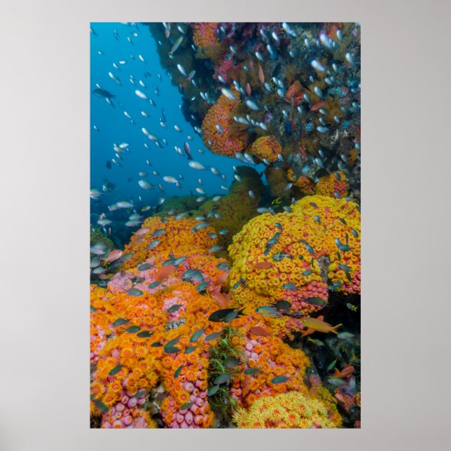 Fish Among Coral Reef Poster (Front)