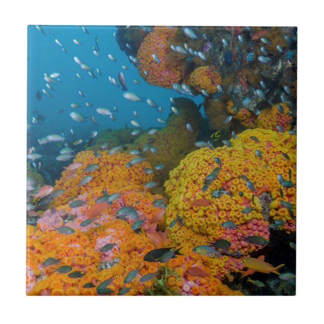 Fish Among Coral Reef Tile (Front)