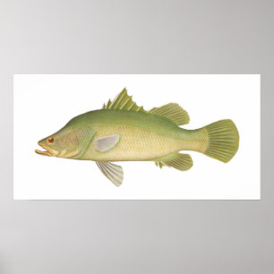 Fish - Barramundi - Lates calcarifer Poster