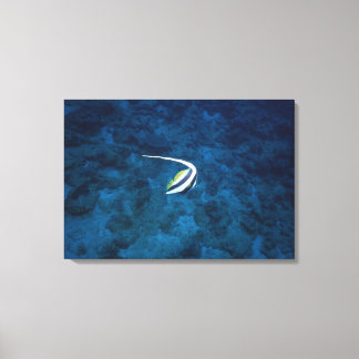 Fish Canvas Print