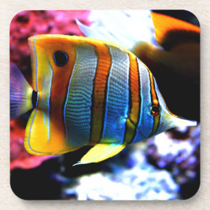 Fish Coaster
