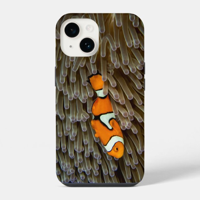 Fish, Coral, Underwater iPhone Case (Back)