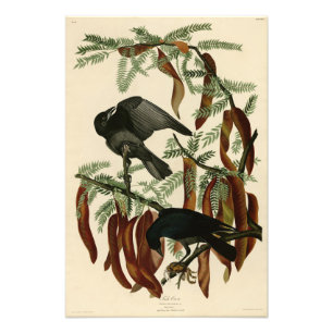 Fish Crow from John James Audubon Birds of America Photo Print