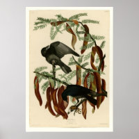Fish Crow