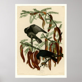 Fish Crow Poster