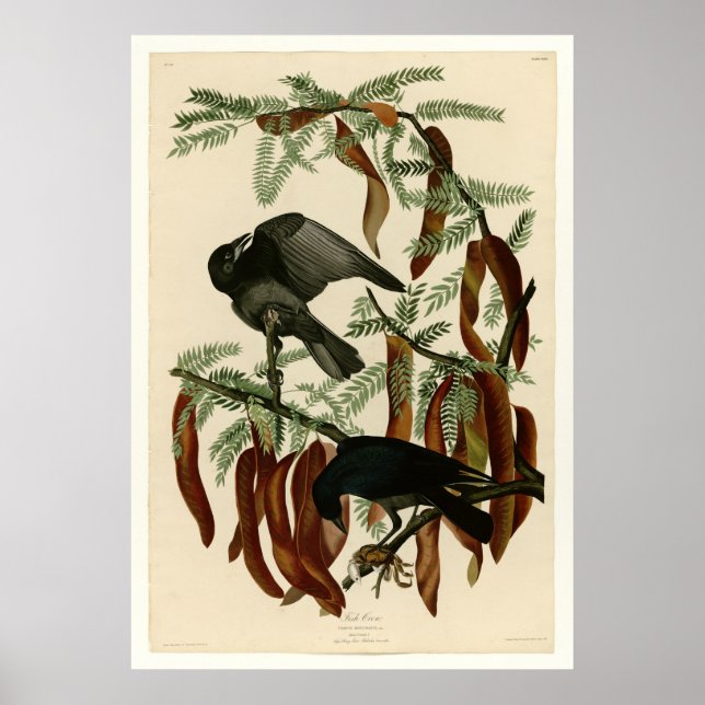 Fish Crow Poster (Front)