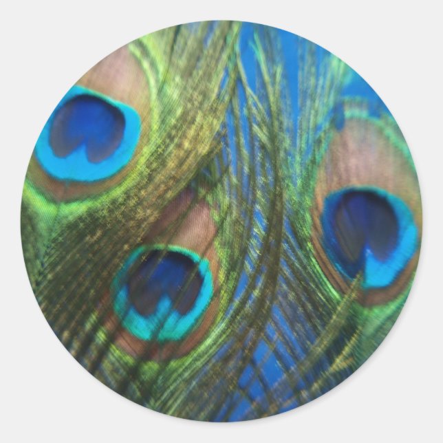 Fish Eye Peacock Still Life Classic Round Sticker (Front)