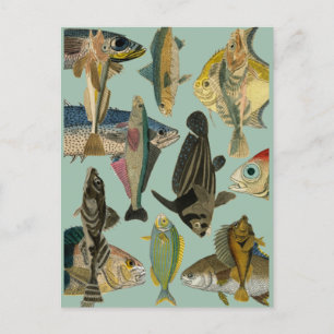 Fish Fisherman Tropical Fish Ocean Exotic Fishing  Postcard