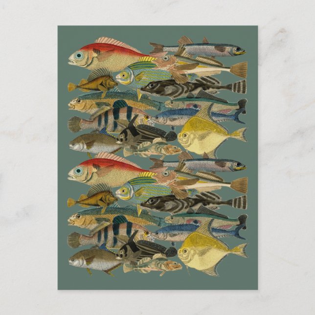 Fish Fisherman Tropical Fish Ocean Exotic Fishing  Postcard (Front)