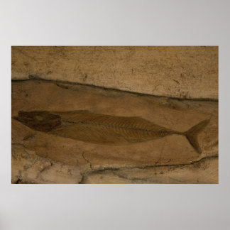 Fish Fossil Poster