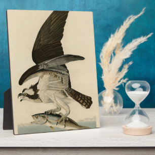 Fish Hawk, Osprey, from Audubon's Birds of America Plaque