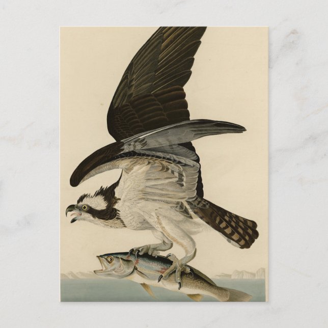 Fish Hawk, Osprey, from Audubon's Birds of America Postcard (Front)