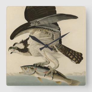 Fish Hawk, Osprey, from Audubon's Birds of America Square Wall Clock