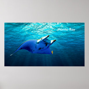 Fish Image for poster