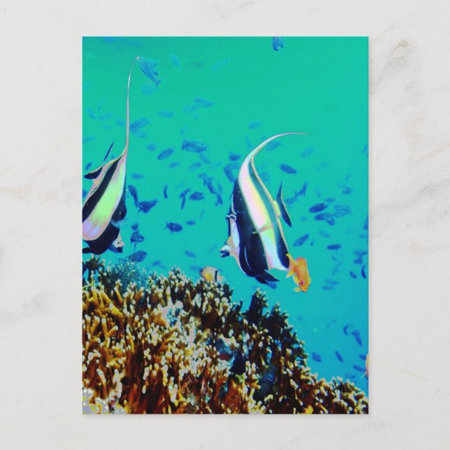 Fish in Fiji Waters Postcard (Front)