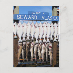 Fish in Seward, Alaska Postcard